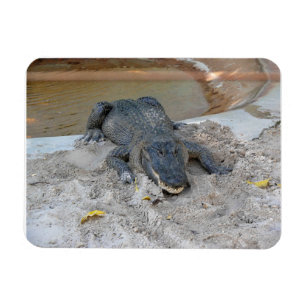 Magnet Flexible Alligator, Fort Lauderdale, Floride