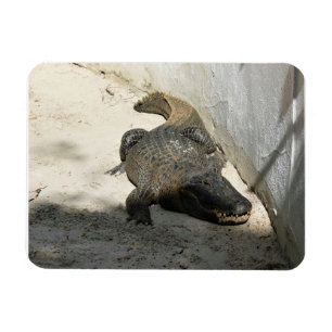 Magnet Flexible Alligator, Fort Lauderdale, Floride