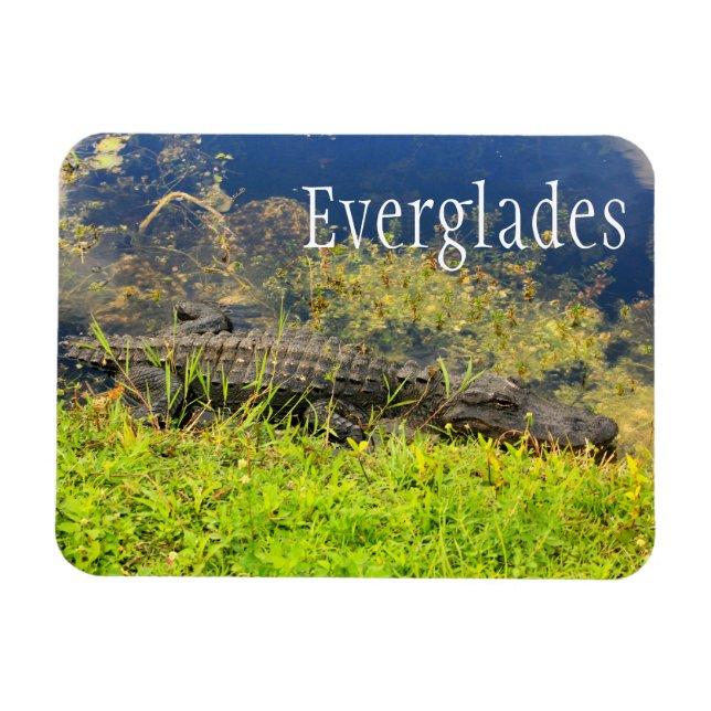 Magnet Flexible Alligator, Parc national des Everglades, Floride (Horizontal)