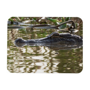 Magnet Flexible Alligator qui se cache dans les eaux des marécages