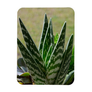 Magnet Flexible Aloe "Gator" Variegata Succulent