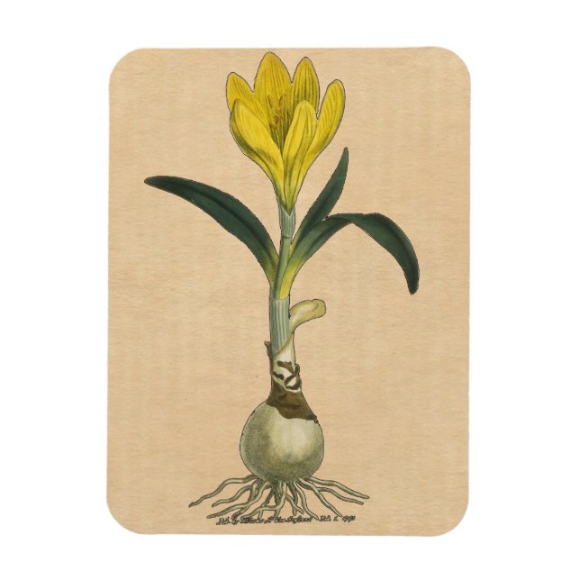 Magnet Flexible Amaryllis Tulip Jardin Botanique Fleur (Vertical)
