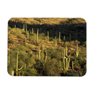 Magnet Flexible Amérique du Nord, États-Unis, Arizona, désert de S