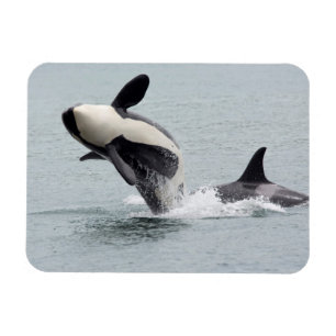 Magnet Flexible Amérique du Nord, États-Unis, Washington, San Juan