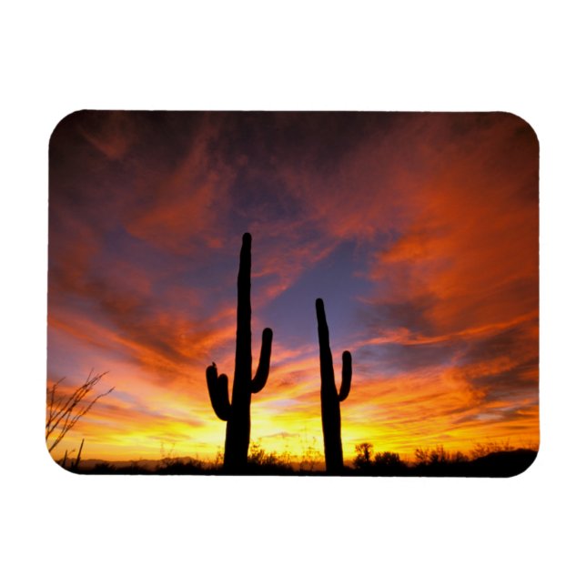 Magnet Flexible Amérique du Nord, USA, Arizona, désert de Sonoran. (Horizontal)