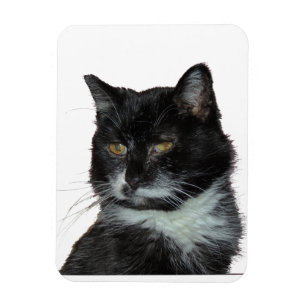 Magnet Flexible Amour de chat d'allée