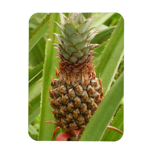 Magnet Flexible Ananas sauvage Fruit tropical dans la nature (Vertical)