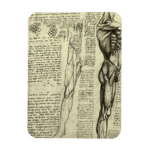Magnet Flexible Anatomie humaine : muscles de l'homme par Léonard 