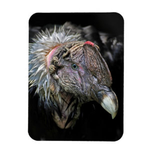 Magnet Flexible Andean Condor Homme