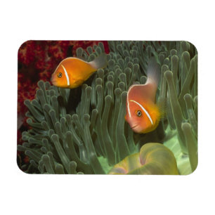 Magnet Flexible Anemonefish rose dans l'actinie de Magnificant