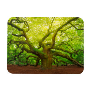 Magnet Flexible Angel Oak
