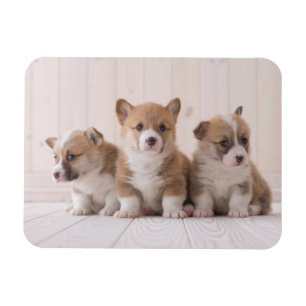 Magnet Flexible Animaux de bébés cutest   3 Baby Corgis