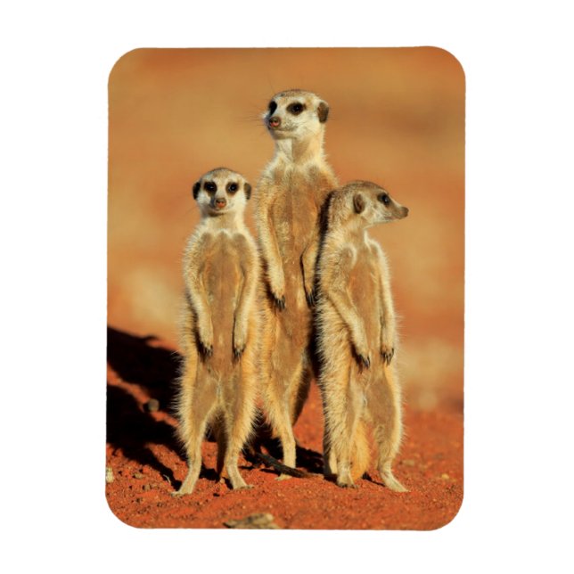 Magnet Flexible Animaux de bébés cutest | 3 Meerkats (Vertical)