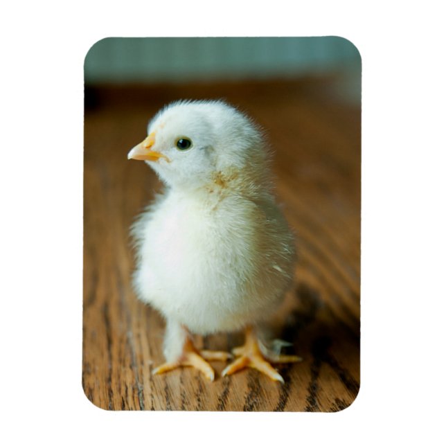 Magnet Flexible Animaux de bébés cutest | Baby Chick (Vertical)