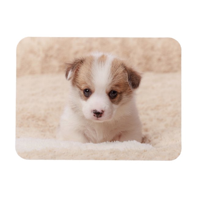 Magnet Flexible Animaux de bébés cutest | Baby Corgi (Horizontal)