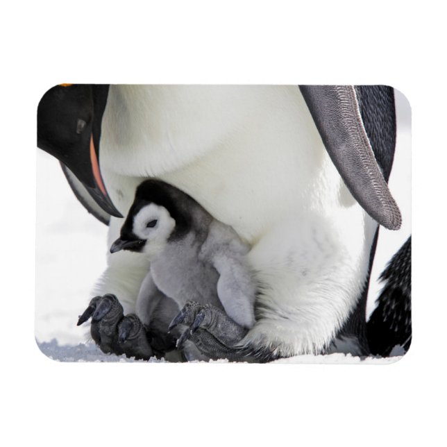 Magnet Flexible Animaux de bébés cutest | Baby Empereur Penguin (Horizontal)