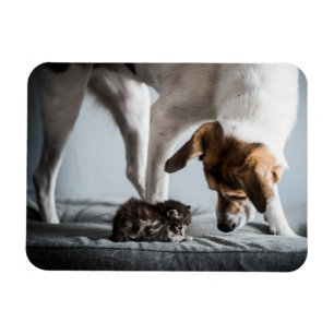 Magnet Flexible Animaux de bébés cutest Baby Kitten & Dog