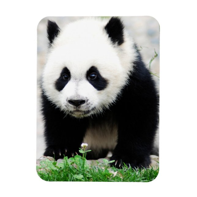 Magnet Flexible Animaux de bébés cutest | Baby Panda Bear (Vertical)