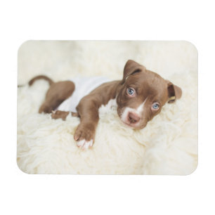 Magnet Flexible Animaux de bébés cutest   Baby Pit Bull Puppy