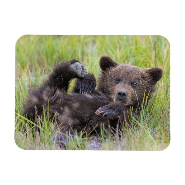 Magnet Flexible Animaux de bébés cutest | Bébé Ours Brown (Horizontal)
