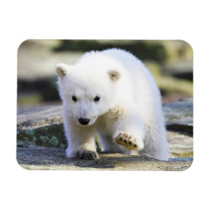 Magnet Flexible Animaux de bébés cutest   Bébé Ours polaire