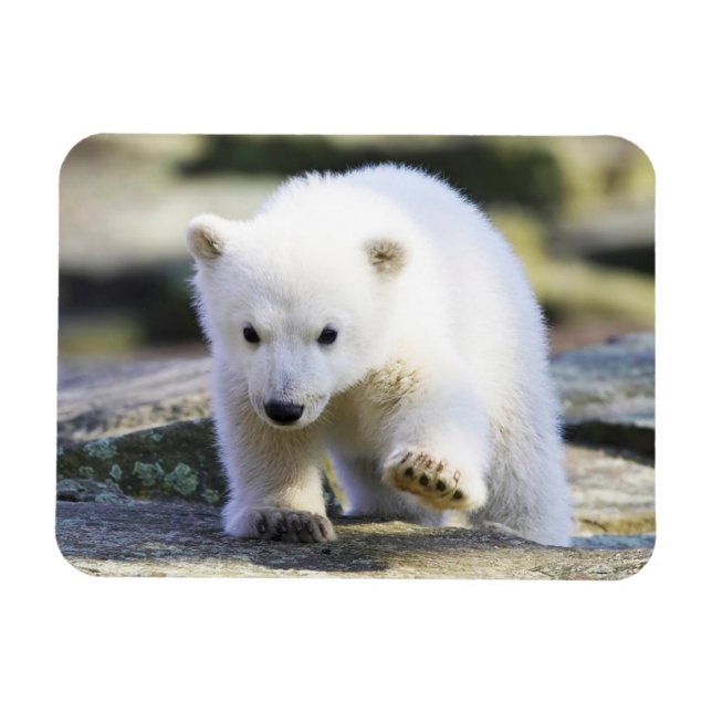 Magnet Flexible Animaux de bébés cutest | Bébé Ours polaire (Horizontal)