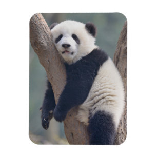 Magnet Flexible Animaux de bébés cutest   Bébé Panda Ours Dormir