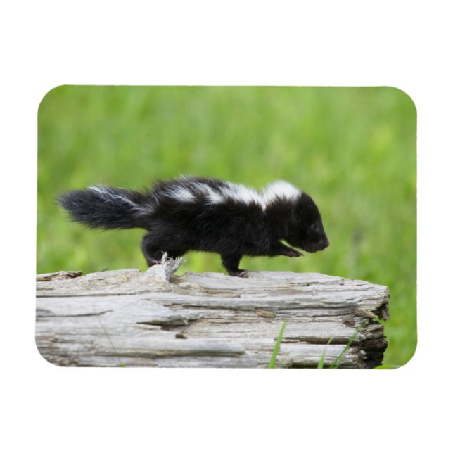 Magnet Flexible Animaux de bébés cutest | Bébé Skunk (Horizontal)