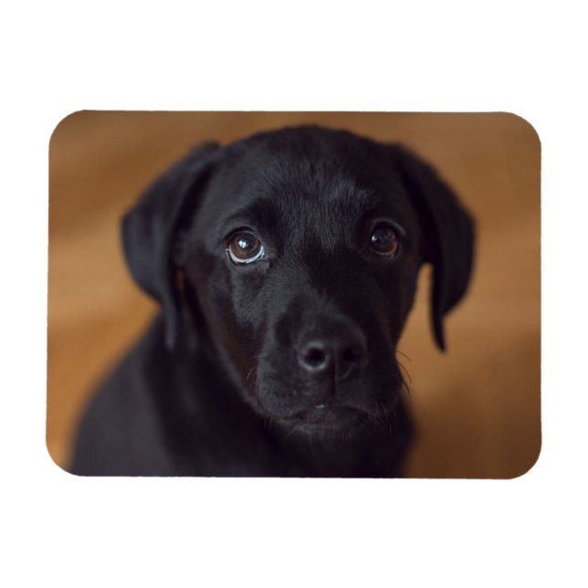 Magnet Flexible Animaux de bébés cutest | Black Labrador Puppy (Horizontal)