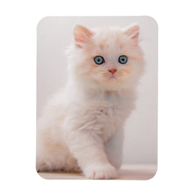 Magnet Flexible Animaux de bébés cutest | Blue Eye Kitten (Vertical)