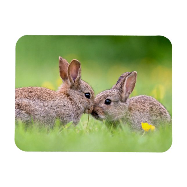 Magnet Flexible Animaux de bébés cutest | Bunny Kiss (Horizontal)