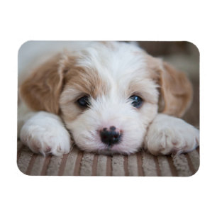Magnet Flexible Animaux de bébés cutest   Cavashon Puppy