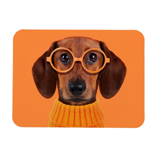 Magnet Flexible Animaux de bébés cutest | Chandail orange Dachshun (Horizontal)