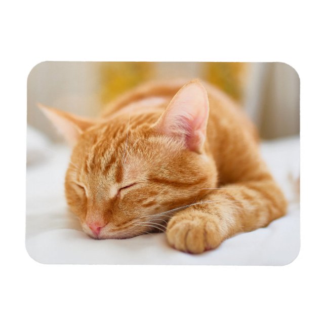 Magnet Flexible Animaux de bébés cutest | Chat de gingembre dorman (Horizontal)