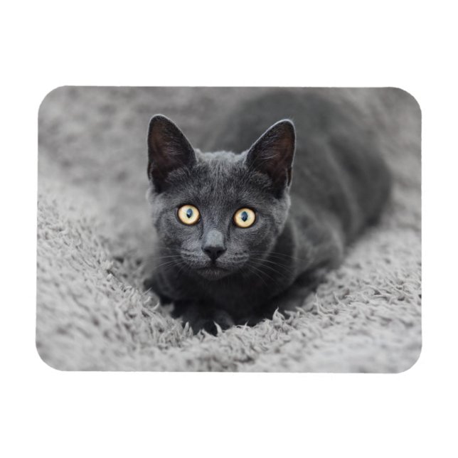 Magnet Flexible Animaux de bébés cutest | Chat gris (Horizontal)