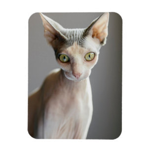 Magnet Flexible Animaux de bébés cutest   Chat Sphinx