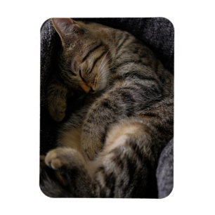 Magnet Flexible Animaux de bébés cutest   Chat Tabby Dormant