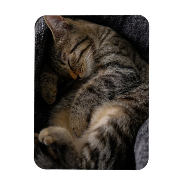 Magnet Flexible Animaux de bébés cutest | Chat Tabby Dormant (Vertical)