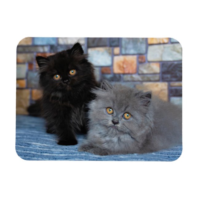 Magnet Flexible Animaux de bébés cutest | Chatons persans sur couv (Horizontal)