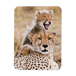 Magnet Flexible Animaux de bébés cutest   Cheetah Cat & Cub