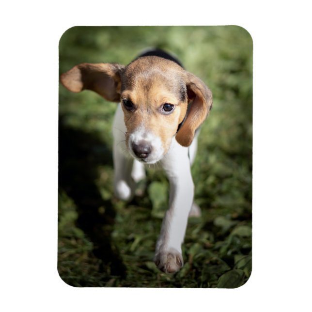 Magnet Flexible Animaux de bébés cutest | Chiot Beagle (Vertical)