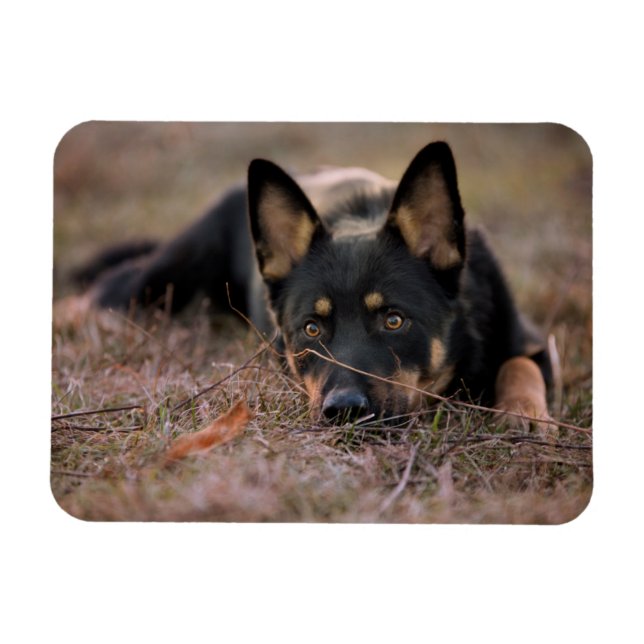 Magnet Flexible Animaux de bébés cutest | Chiot berger allemand (Horizontal)