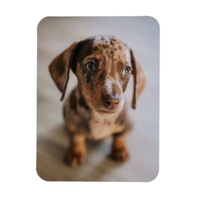 Magnet Flexible Animaux de bébés cutest | Chiot Brown (Vertical)