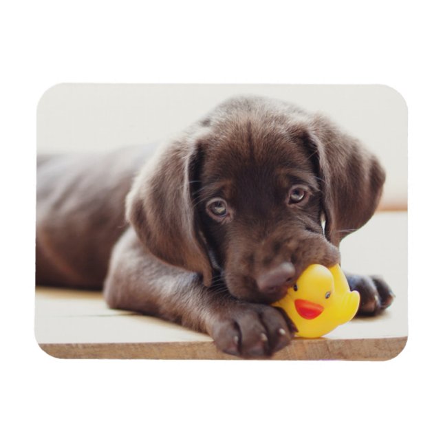 Magnet Flexible Animaux de bébés cutest | Chocolat Labrador Puppy (Horizontal)