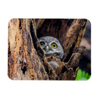 Animaux de bébés cutest | Chouette tachetée