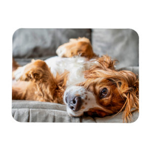 Magnet Flexible Animaux de bébés cutest Cocker Spaniel