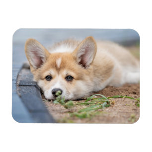 Magnet Flexible Animaux de bébés cutest   Corgi Laying in the Yard