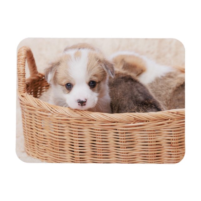 Magnet Flexible Animaux de bébés cutest | Corgi Miny Puppy (Horizontal)