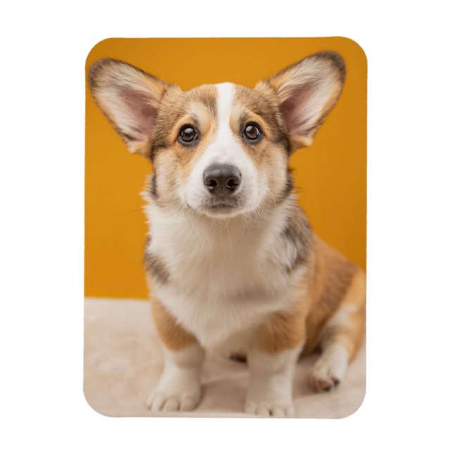 Magnet Flexible Animaux de bébés cutest | Corgi Portrait sur Orang (Vertical)