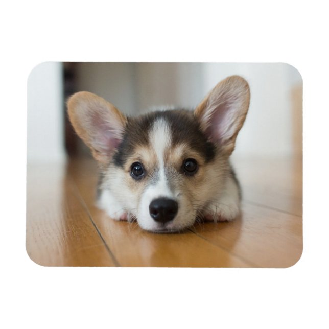 Magnet Flexible Animaux de bébés cutest | Corgi Puppy (Horizontal)